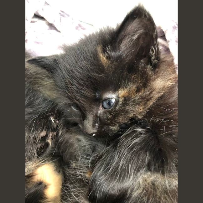 Photo of Floof   2 Month Old Domestic Medium Hair (Trial)