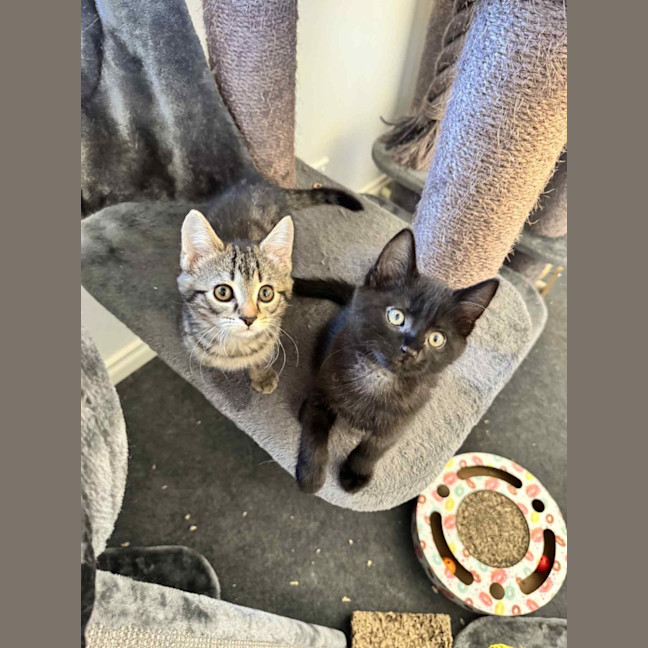 Photo of Pixie & Rocky