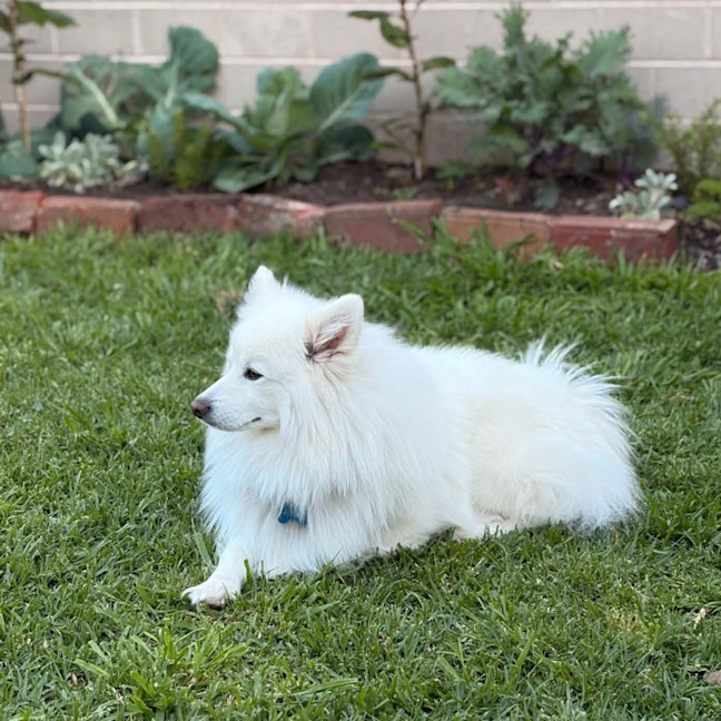 Photo of Archie
