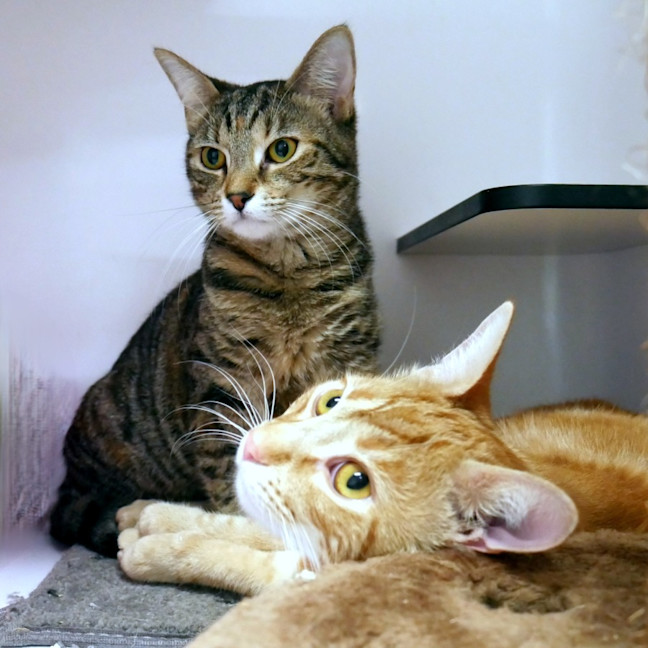 Photo of Barbie Stk013343 & Ken Stk013342