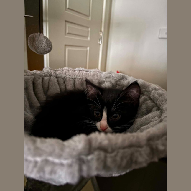 Photo of Pumpkin Pie