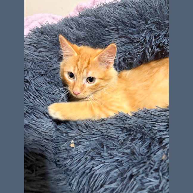 Photo of Oakley 