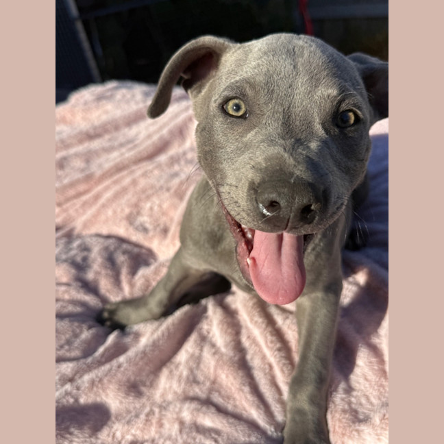 Photo of Velvet Teddy