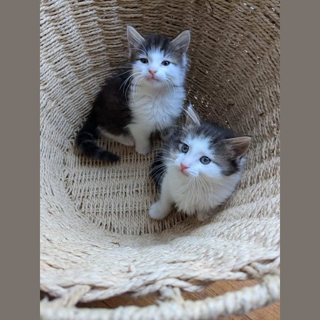 Photo of Milo & Olive