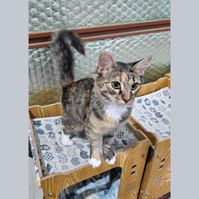 Photo of Fluffy