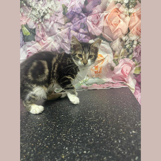 Photo of Linnie   Located In Kew