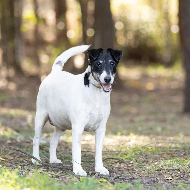 Photo of Cookie