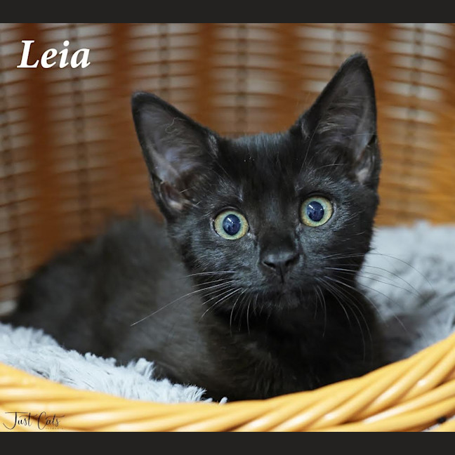Photo of Leia