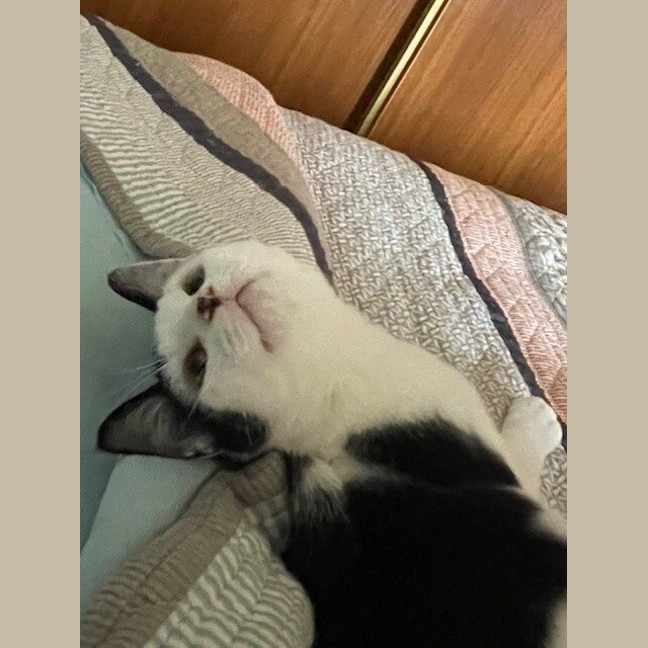 Photo of Squig (Was Oreo)