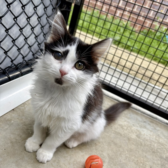 Photo of Cookie