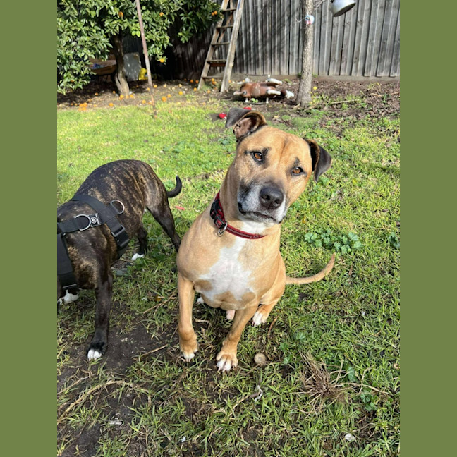 Photo of Hooch