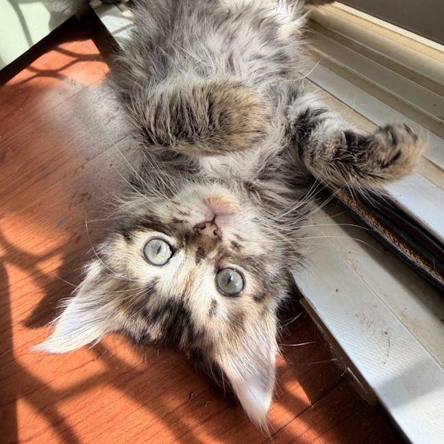 Photo of Harriet