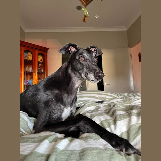 Photo of Gypsy