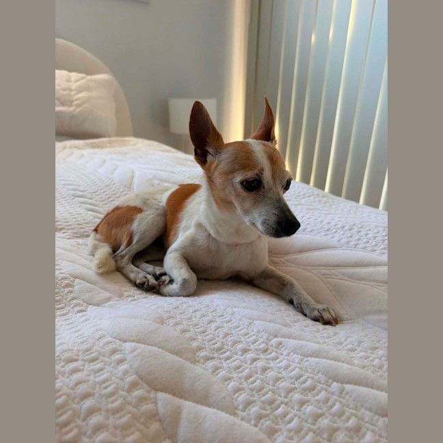 Photo of Bella