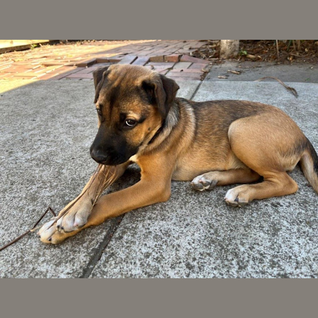 Photo of Star Kumara