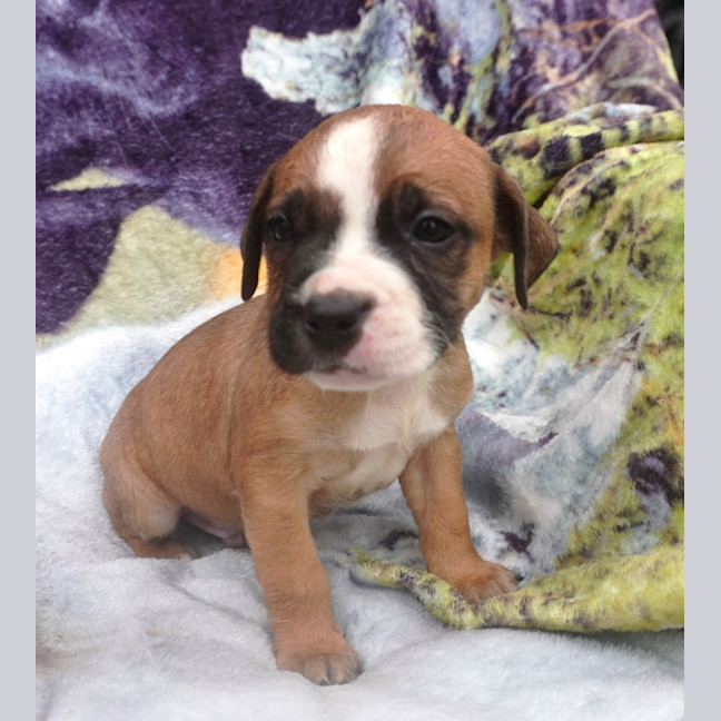 Photo of Bandit