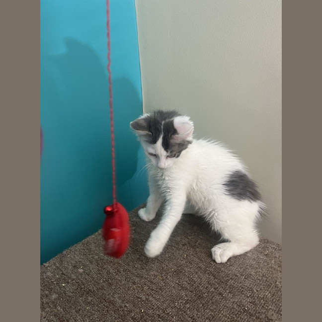 Photo of Alfie   Now Available At Pet Quarters Rutherford