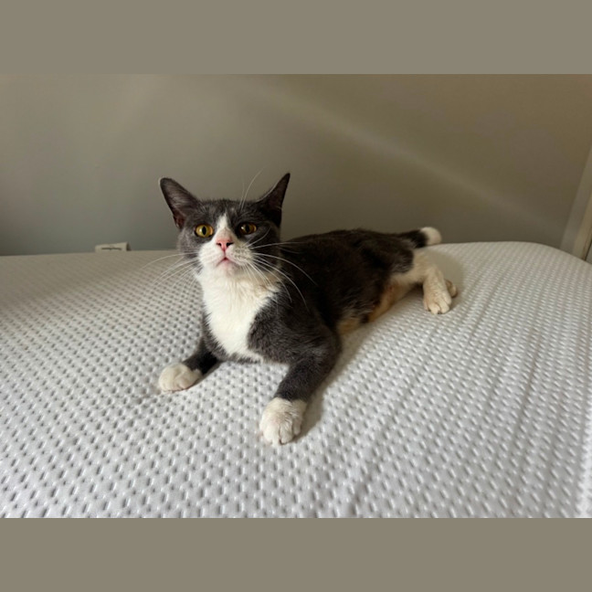 Photo of Eevee