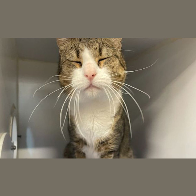 Photo of Walter The Wise