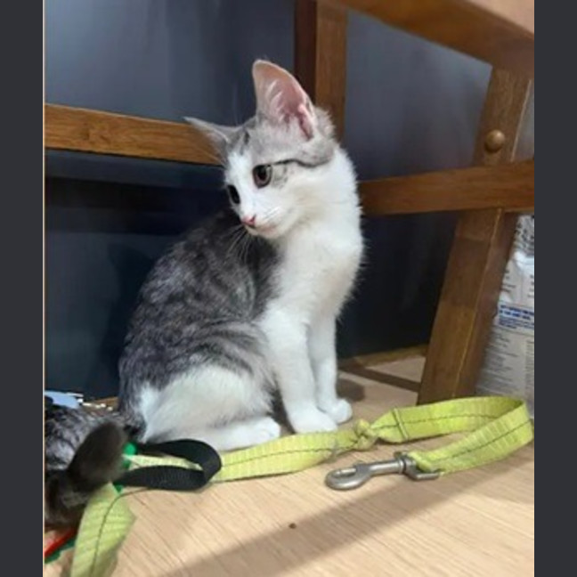 Photo of Annie
