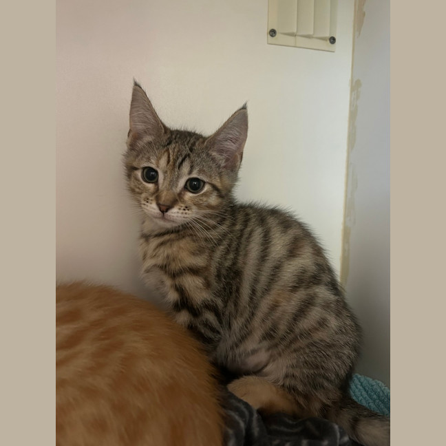 Photo of Tiki