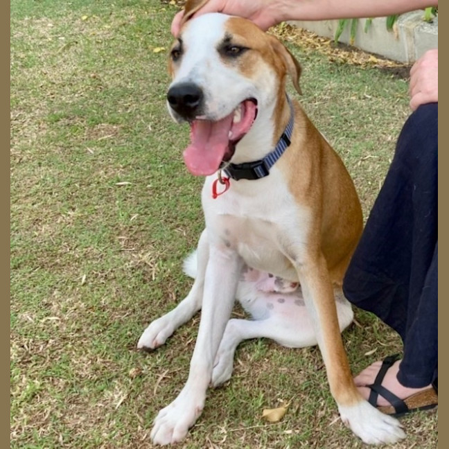 Photo of Harvey 