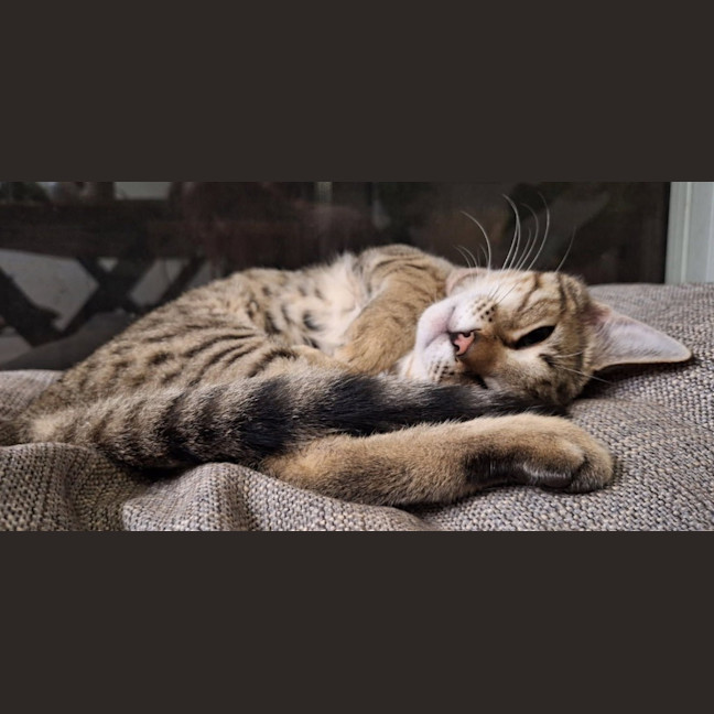 Photo of Nala