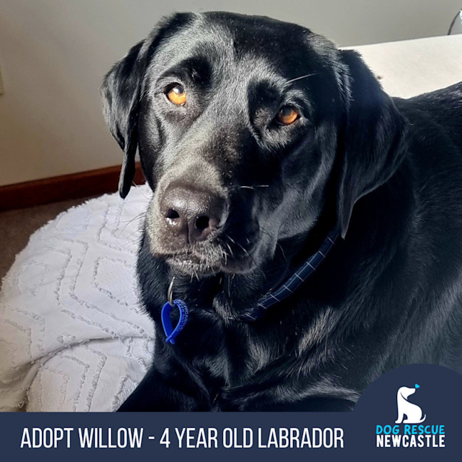 Photo of Willow   4 Year Old Labrador