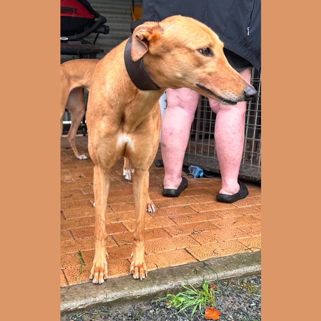 Photo of Goldie