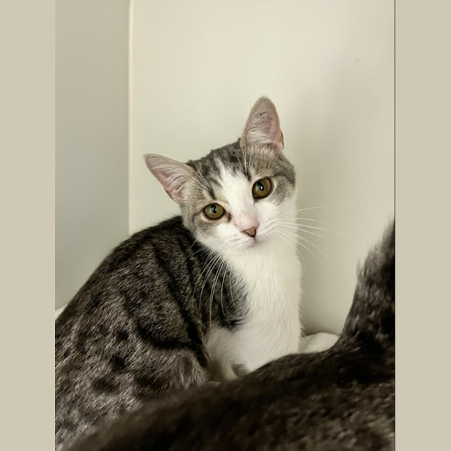 Photo of Aurelia