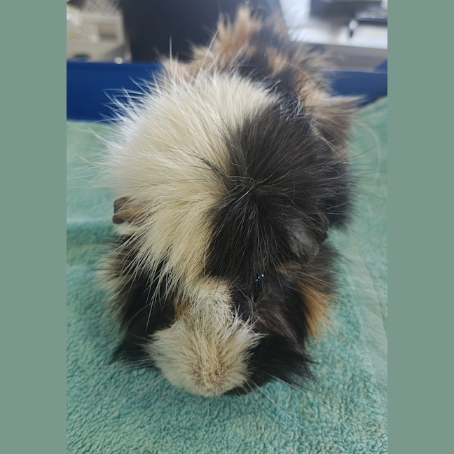 Photo of Pedro