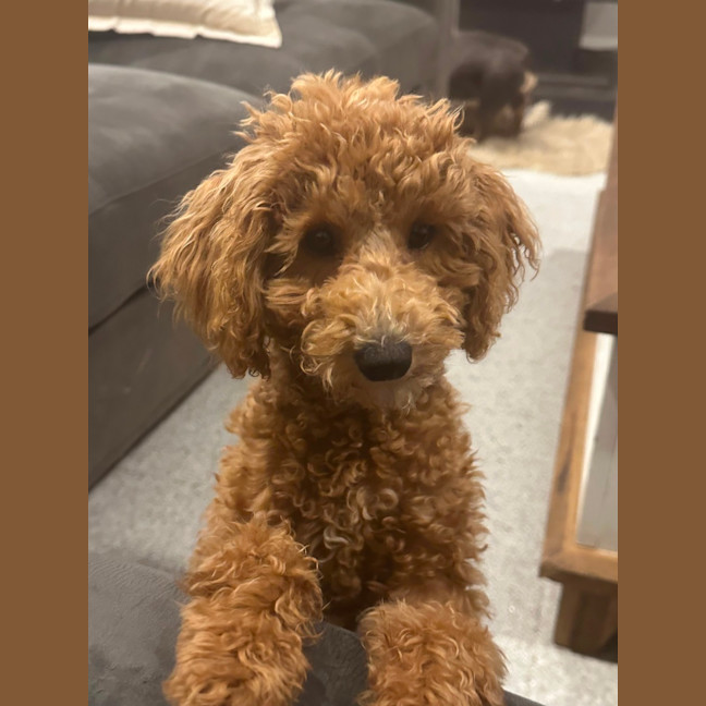 Photo of Buddy 🎾🐶🎾