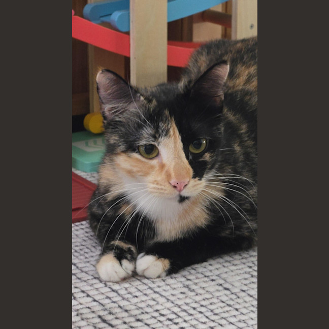 Photo of Calypso