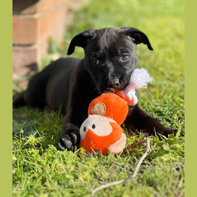 Photo of Blade   8 Week Old Staffy X