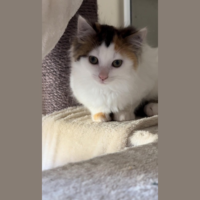 Photo of Cotton Socks