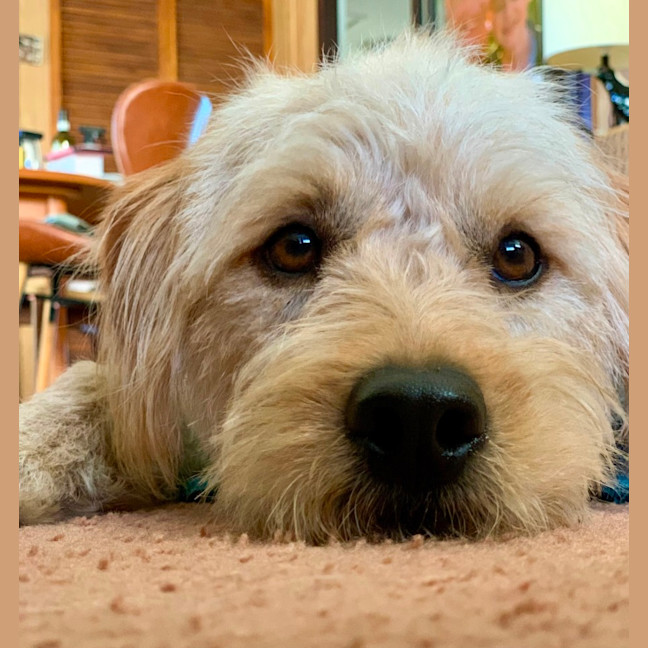 Photo of Toby