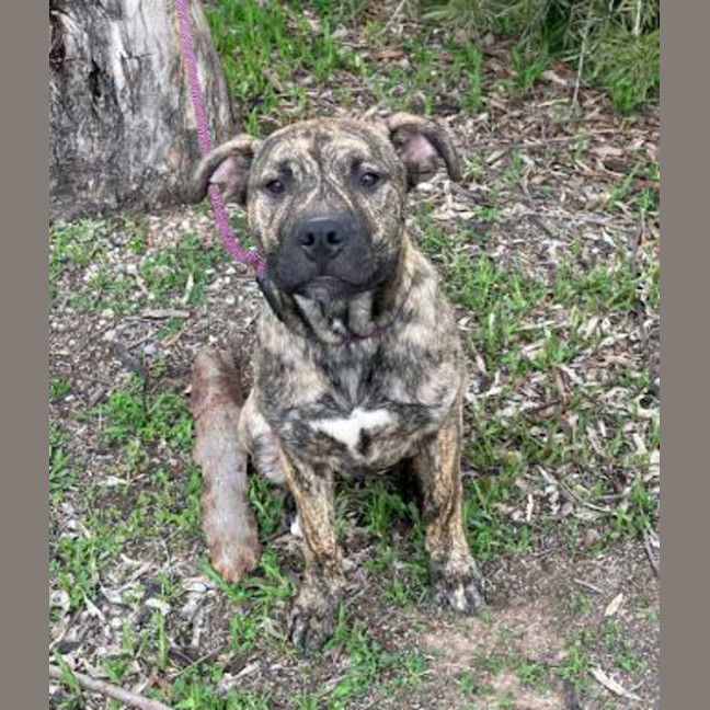 Photo of Sargent Stripes