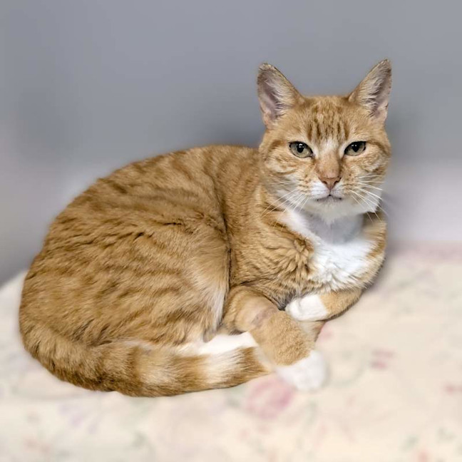 Photo of Goldie