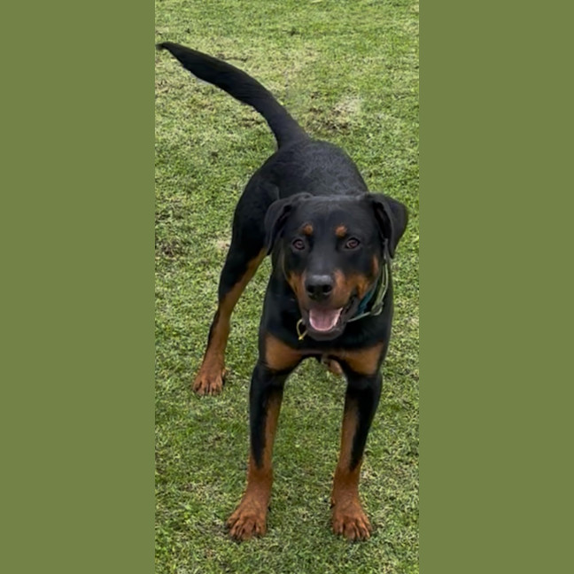 Photo of Chase
