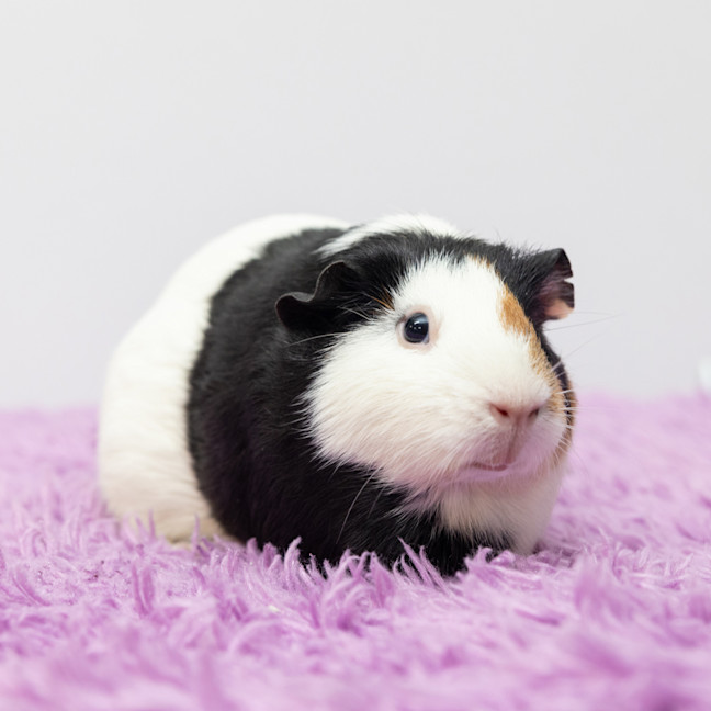 Photo of Moo