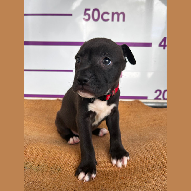 Photo of D1099 Harvey