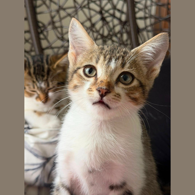 Photo of Mushu