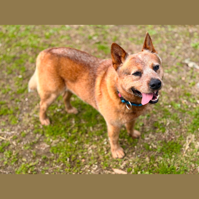 Photo of Buster