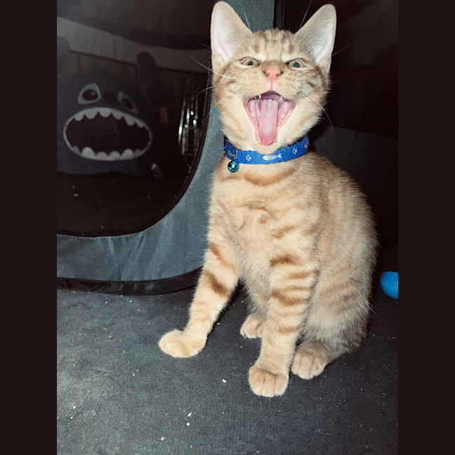 Photo of Frankie