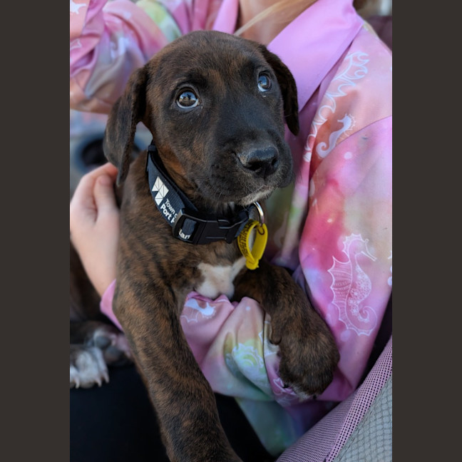 Photo of Cora