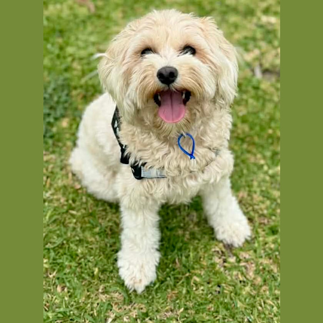 Photo of Penny   1 Year Old Cavoodle