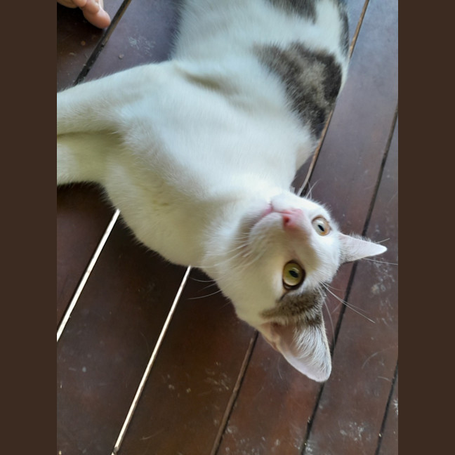 Photo of Mr Waffleton 