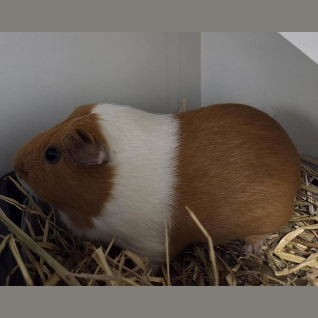 Photo of Crispy (Bonded With Cinnamon)