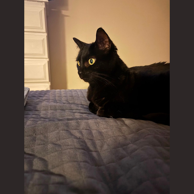 Photo of Nyx