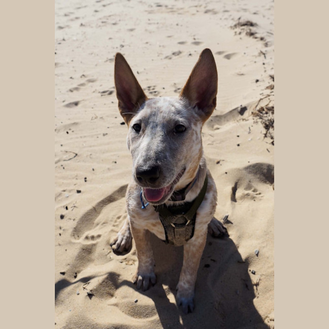 Photo of Xena